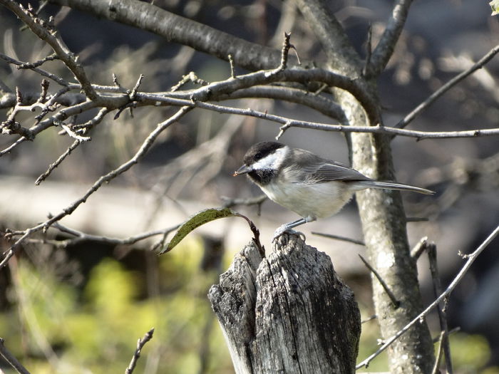 cred ca e cel mai greu de prins in poza - n-vizitatorii gradinii-2014