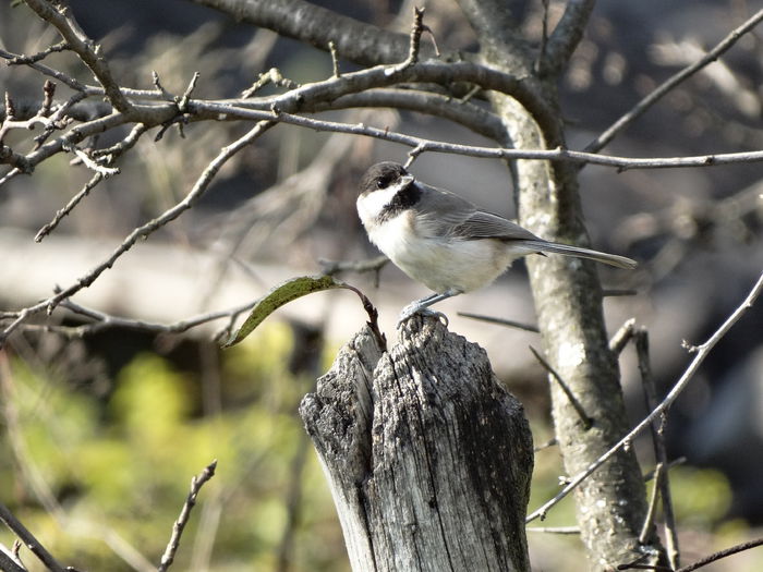 dar de data asta l-am pacalit - n-vizitatorii gradinii-2014