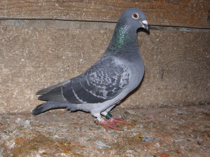 ACHIZITIE
