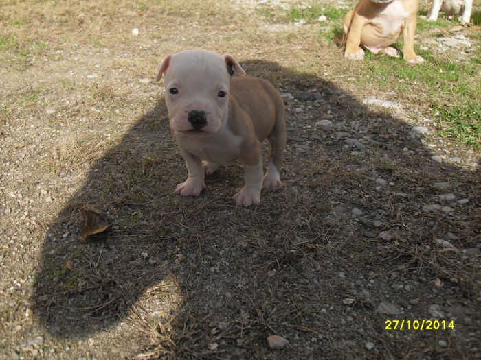 SDC14153 - poze catelusi pitbulll