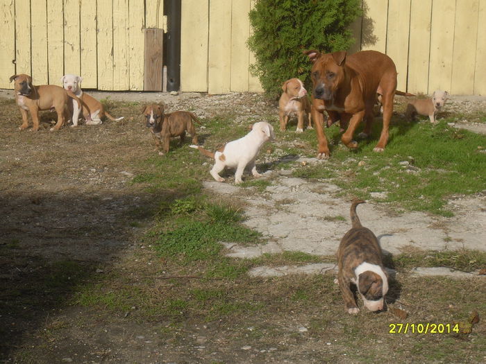 SDC14157 - poze catelusi pitbulll