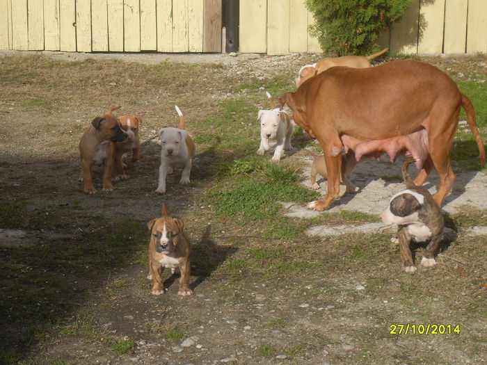 SDC14158 - poze catelusi pitbulll