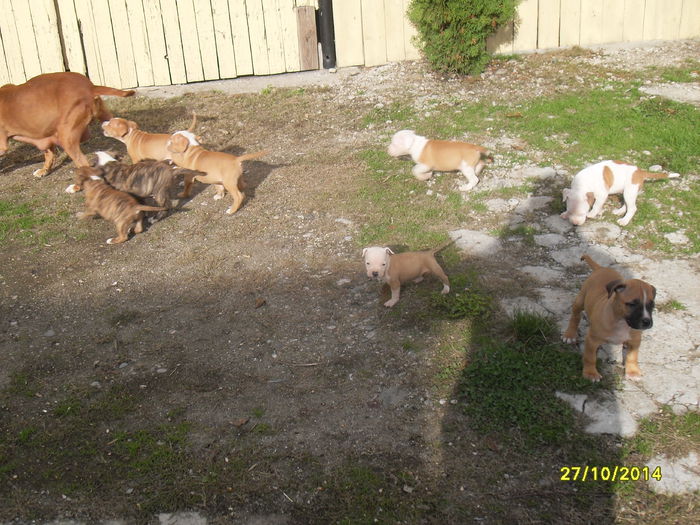 SDC14161 - poze catelusi pitbulll