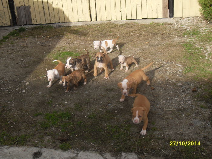 SDC14162 - poze catelusi pitbulll