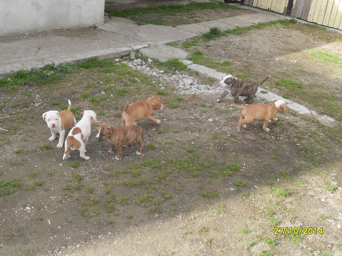 SDC14164 - poze catelusi pitbulll