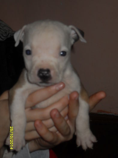 SDC14113 - poze catelusi pitbulll