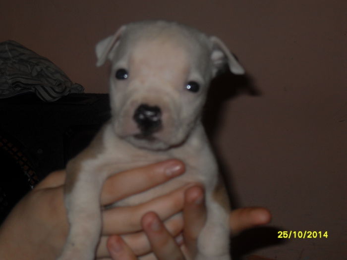 SDC14114 - poze catelusi pitbulll