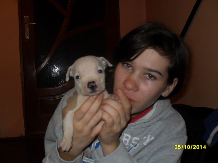 SDC14118 - poze catelusi pitbulll