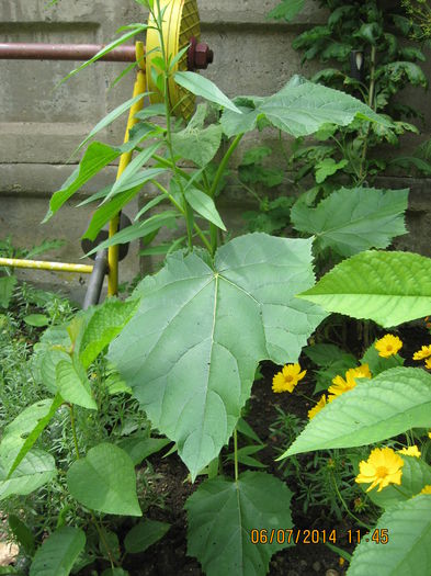 fiind retezata de la pamint in primavara. - Paulownia Tomentosa 2014-2016