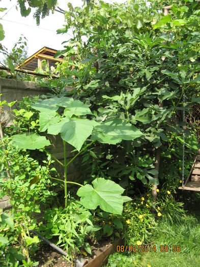 Paulownia nr. 1 dupa o luna.