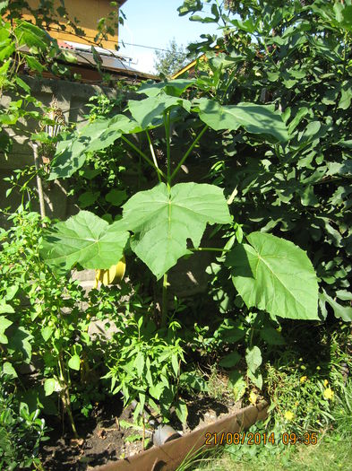 Evolutie nr.1- 08.08- 21.08. - Paulownia Tomentosa 2014-2016