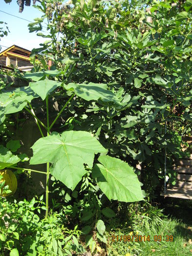 21.08.2014 - Paulownia Tomentosa 2014-2016