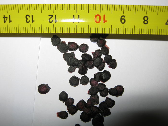 tamarillo rosu - 5 lei; Vand 20 seminte Tamarillo (fruct originar din America de Sud. Inainte era cunoscut drept %u201Crosie de copac%u201D) = 5 lei
