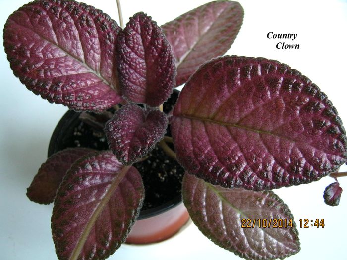 Country Clown - Episcia_C