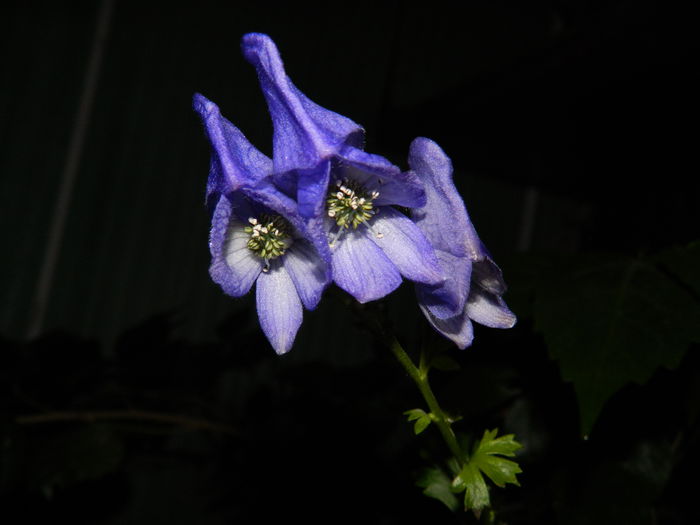 DSCN1999 - OCTOMBRIE_2_2014