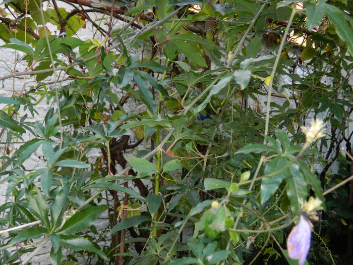 DSCN2028 - OCTOMBRIE_2_2014