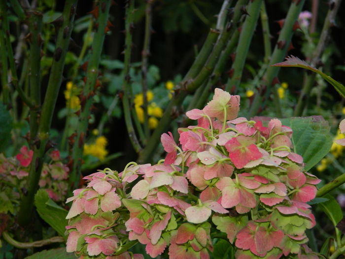 DSCN2031 - OCTOMBRIE_2_2014