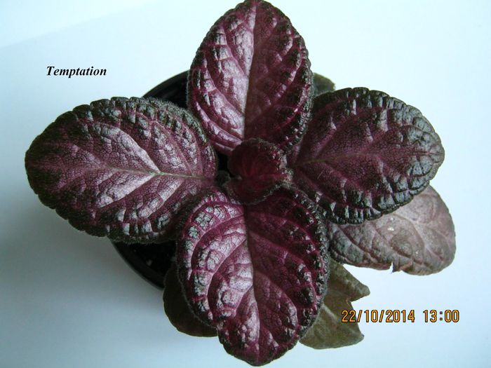 Temptation - Episcia_T