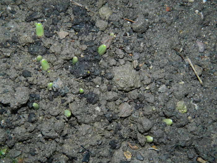 DSCN2059 ghiocei - OCTOMBRIE_2_2014