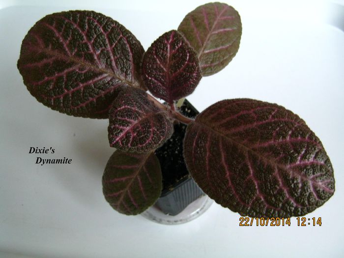 Dixies Dynamite - Episcia_D