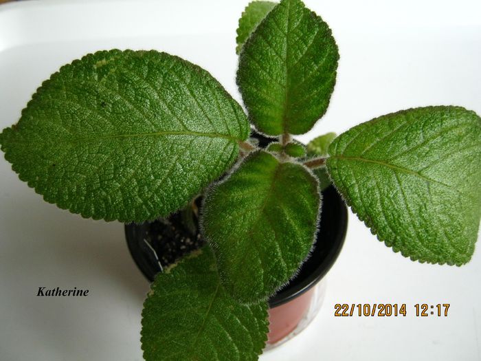 Katherine - Episcia_K