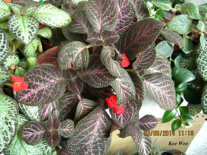 Kee Wee - Episcia_K