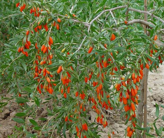 Lycium barbarum - GOJI