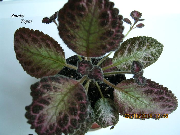 Smoky Topaz - Episcia_S