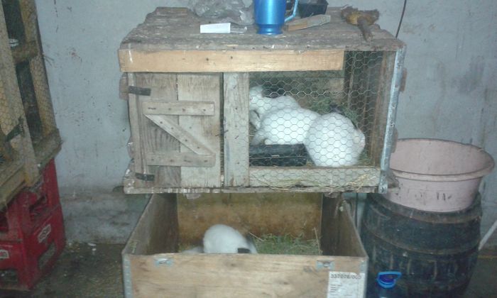 20141027_211847 - custile mele