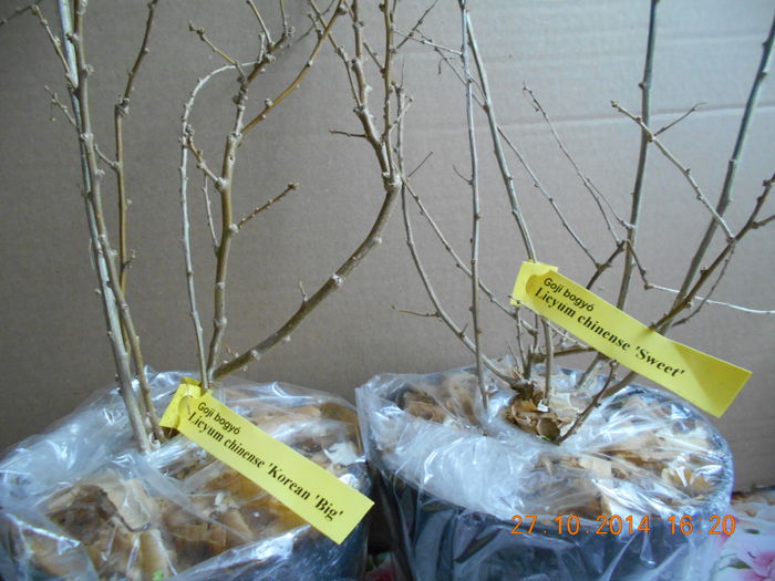 Lycium chinense ( Plantemania.ro ) - GOJI
