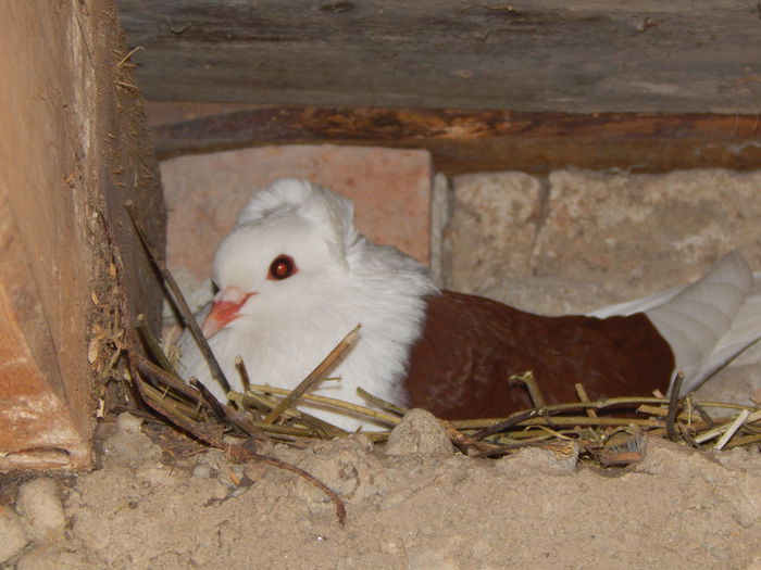 DSCN2636 - PORUMBEI Sueddeutsche Schildtauben