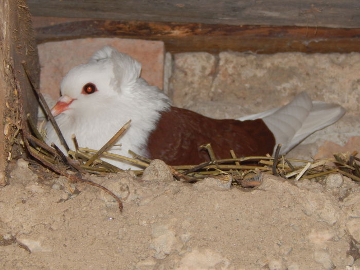 DSCN2638 - PORUMBEI Sueddeutsche Schildtauben