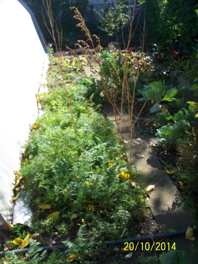 MORCOVI; CULTIVATI PE 2 mp
