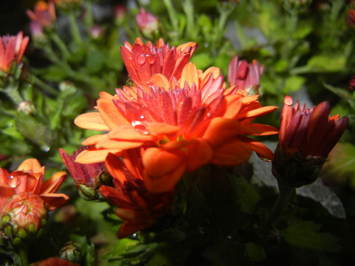 Orange Chrysanthemum (2014, Oct.26)