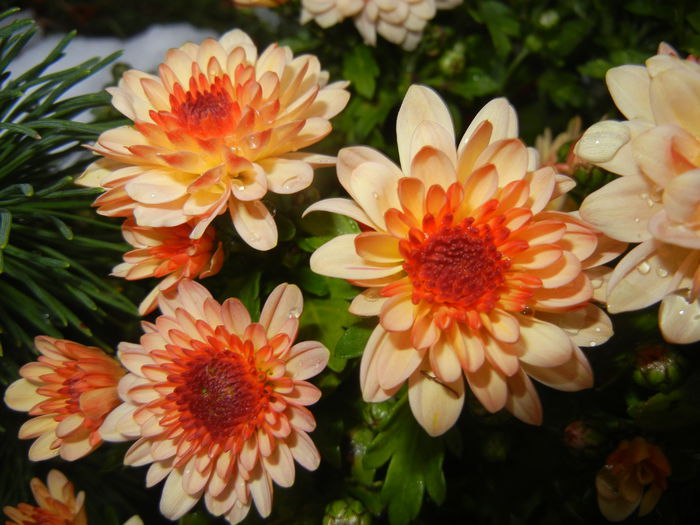 Orange Chrysanthemum (2014, Oct.26)