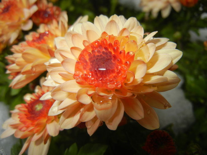 Orange Chrysanthemum (2014, Oct.26)