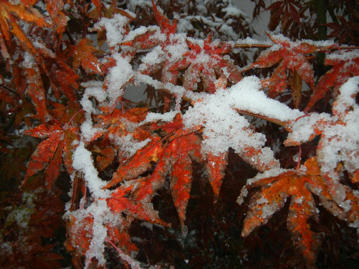 Acer palmatum Bloodgood (2014, Oct.25) - Acer palmatum Bloodgood