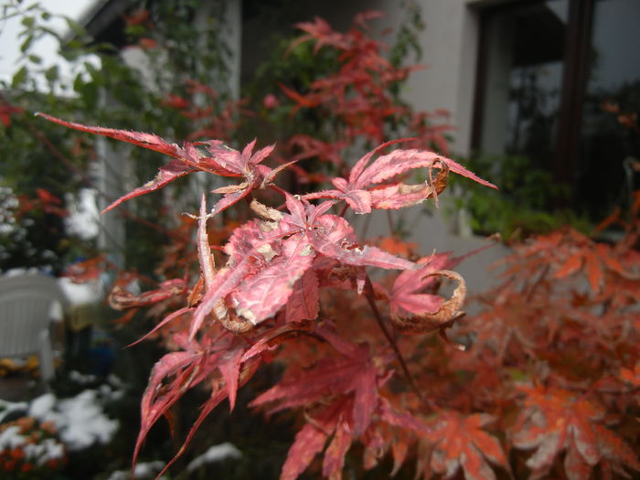 Acer palmatum Bloodgood (2014, Oct.26)