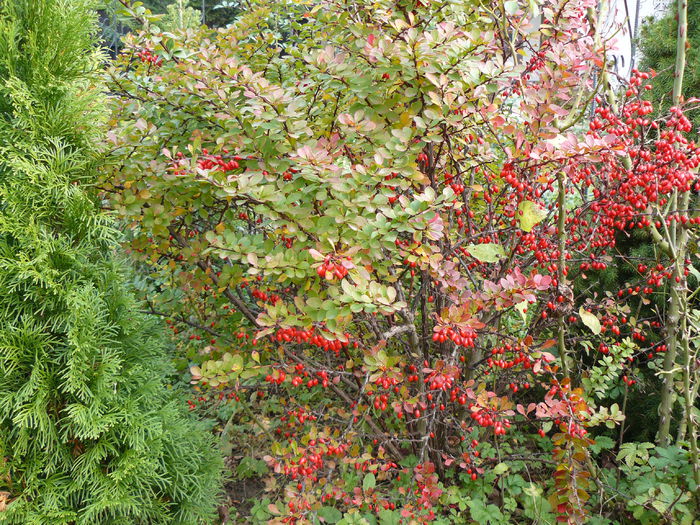 Berberis verde( fruct rosu ) - Toamna in gradina 2014