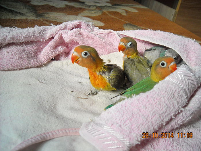 DSCN0054 - Pui agapornis