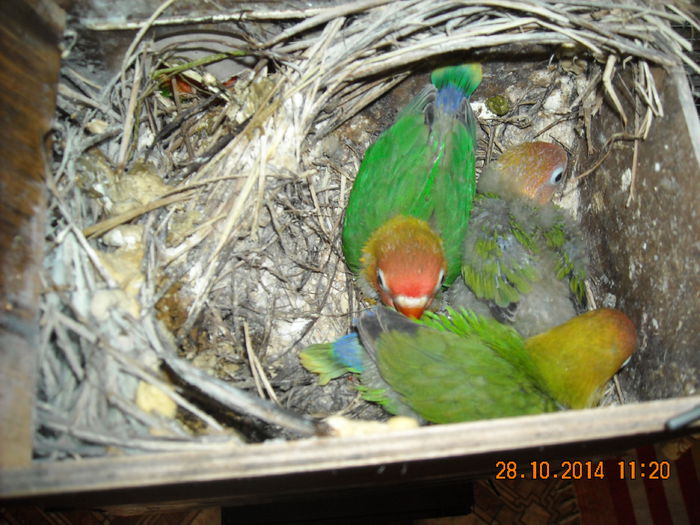 DSCN0059 - Pui agapornis