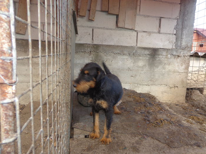 mascul nascut martie