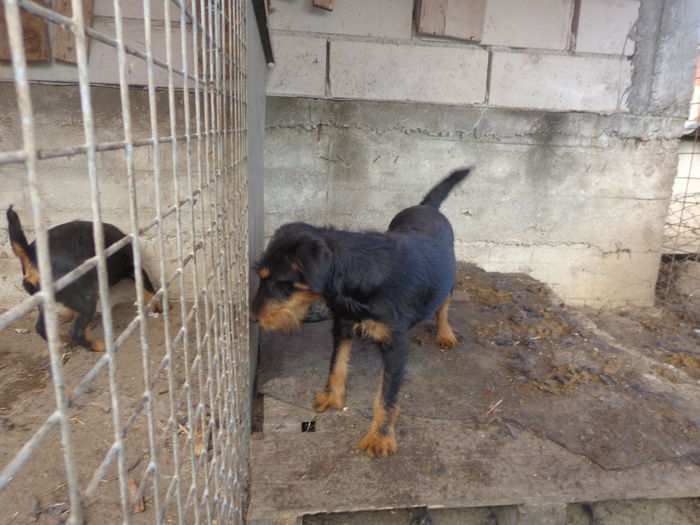 mascul nascut martie