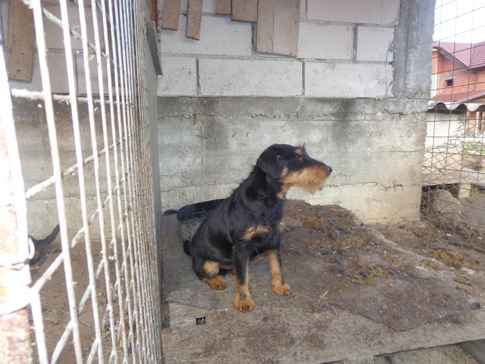 mascul nascut martie