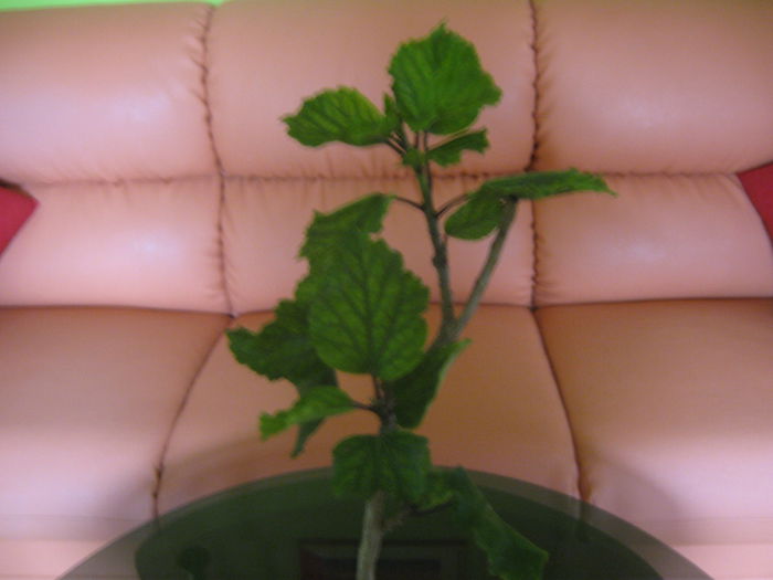 Picture My plants 1738 - Achizitii noi- 2014