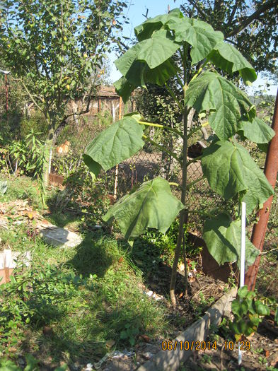 Cel de linga iaz. - Paulownia Tomentosa 2014-2016