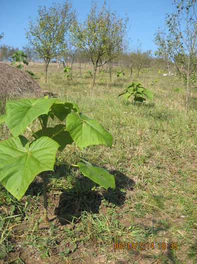 Picture 2814 - Paulownia Tomentosa 2014-2016