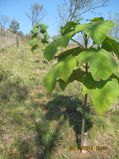 Picture 2816 - Paulownia Tomentosa 2014-2016