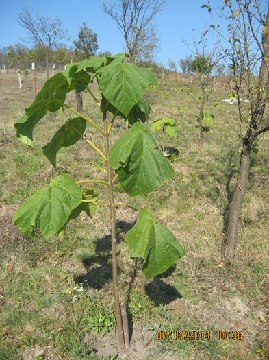 Picture 2817 - Paulownia Tomentosa 2014-2016