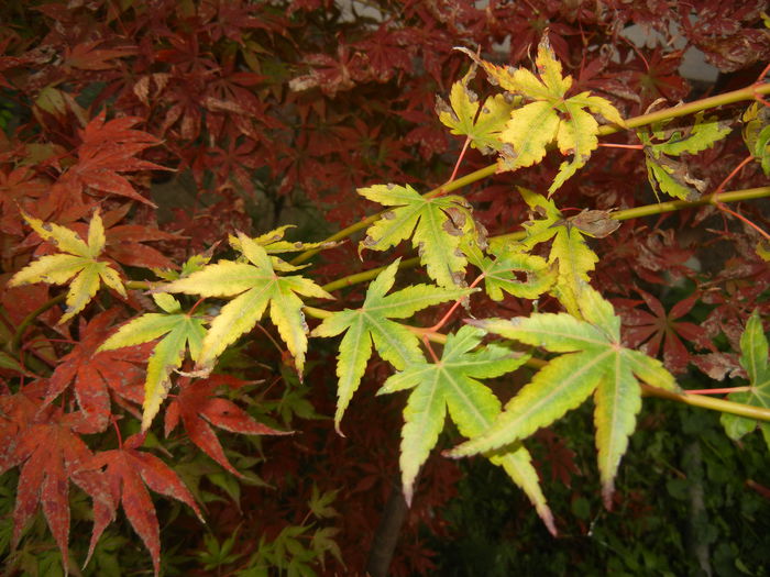 Acer palmatum Katsura (2014, Oct.26) - Acer palmatum Katsura
